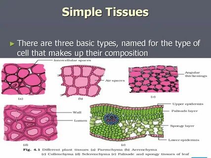 Plant tissues