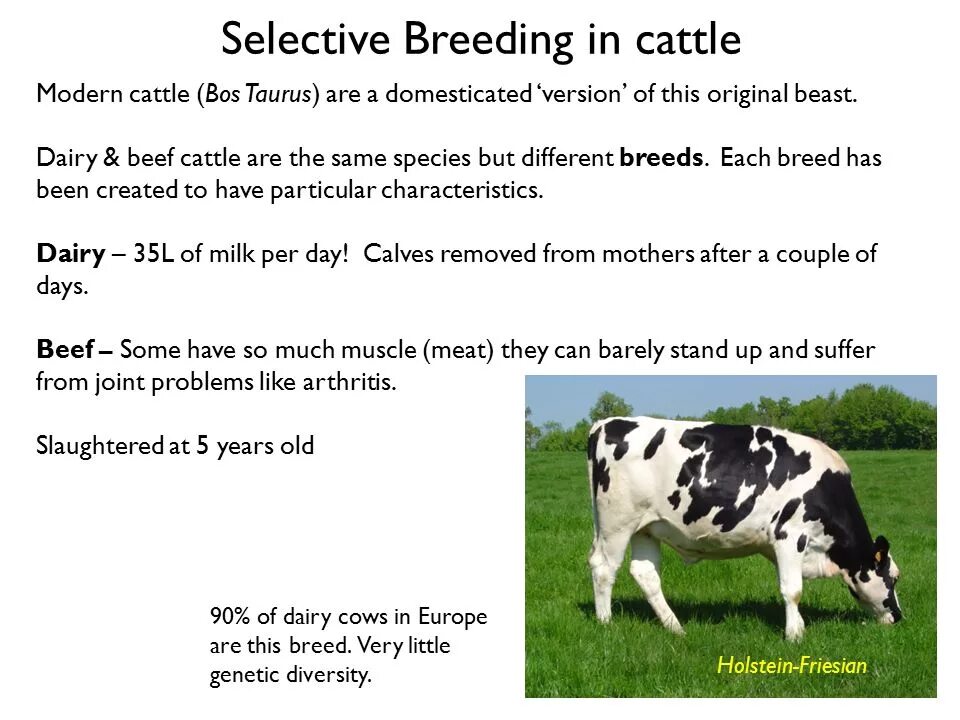 Picky перевод. Selective breeding. Selective breeding of Plants. Cattle примеры. Examples of selective breeding.