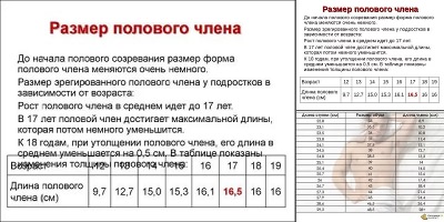 как рассчитать размер члена