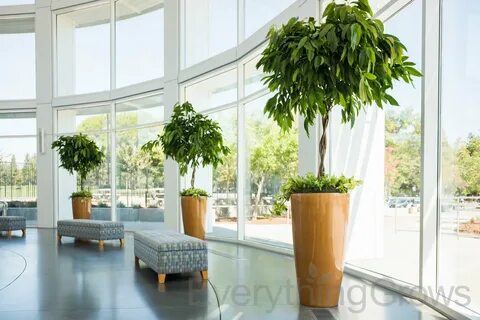 Indoor Plants Maintenance Dubai