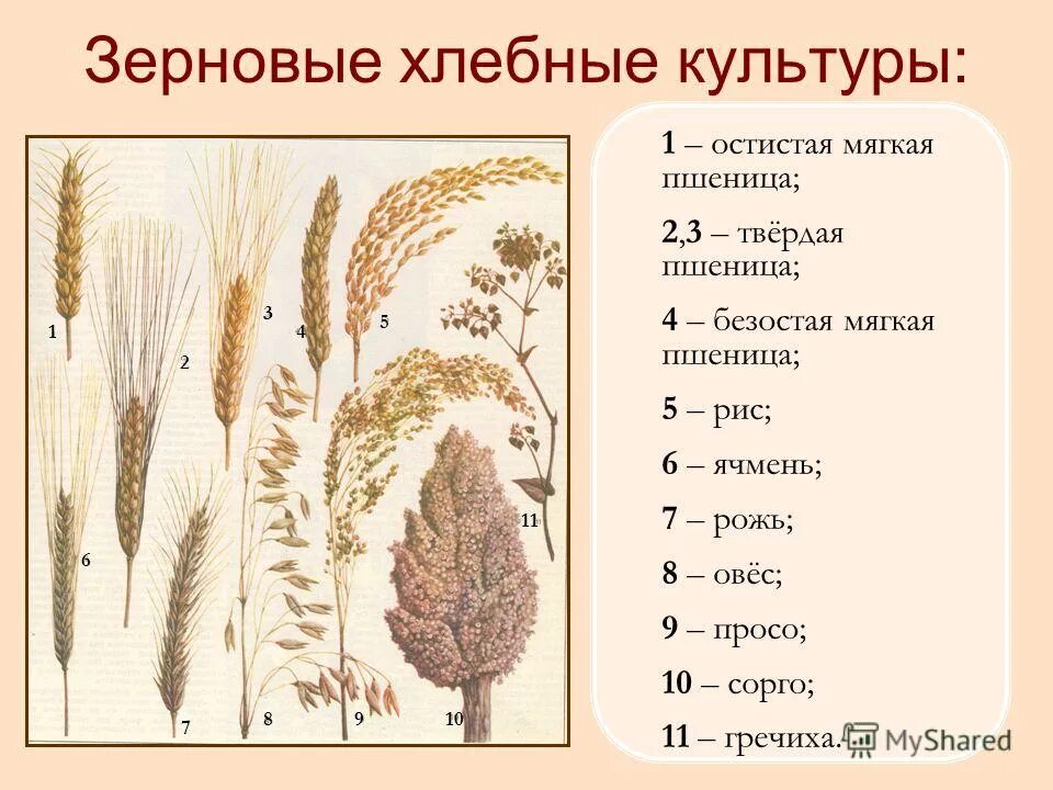 рис гречиха просо зерновые культуры. злаковые зерновые культуры. полевые культуры (овёс, кукуруза, ячмень). ячмень. зерновые культурные растения это злаки.