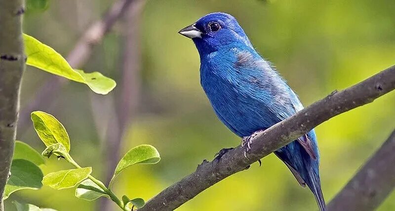 Зачем синий. Структурная окраска у птиц. Синеватый почему е. Все будут синими почему не зелеными.