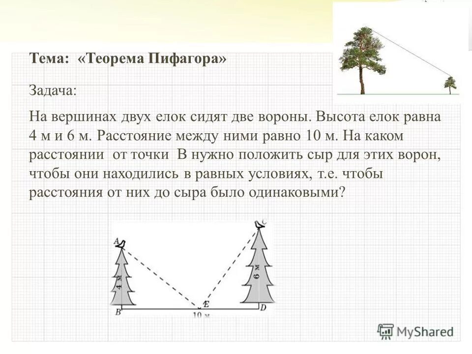 Две вершины на ели. На вершине двух елок сидят две вороны высоты елок равны 4 и 6м. елка с двумя вершинами. на вершинах двух сосен сидят две вороны. ёлка с двумя вершинами высоты которых.