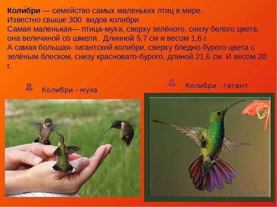 Размеры птиц сравнение. Колибри размер. Самая маленькая птица в мире. Колибри самая маленькая птица. Самая маленькая птица размер.