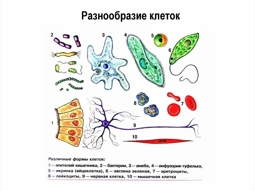 Строение и многообразие животных. Многообразие клеток строение. Разнообразие форм клеток эукариот. Многообразие животной клетки. Строение клетки многообразие клеток.