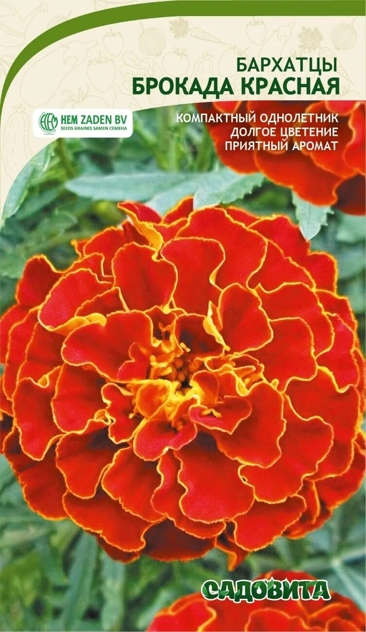 Бархатцы брокада красные. Бархатцы брокада красные. Бархатцы красная брокада. Бархатцы брокада. Бархатцы отклоненные красная брокада.