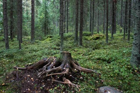 Скошенное дерево остается в лесу