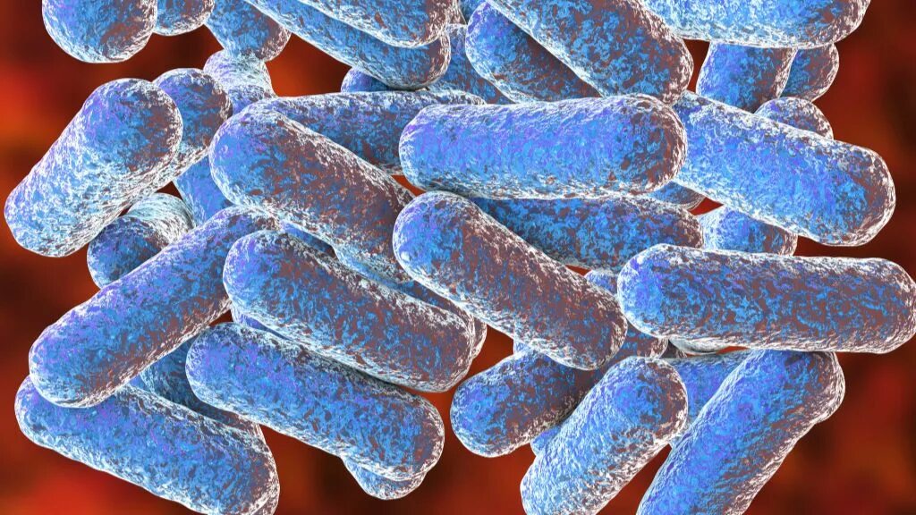 Бактерии зимой. Днк bacteria. Галофильные археи. Бактерия listeria monocytogenes. Бактерии зимой.