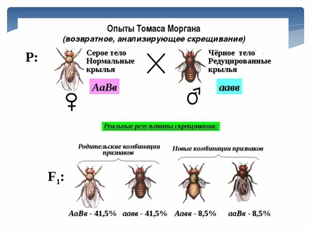 Закон Томаса Моргана сцепленное наследование. Схема расщепления по признаку пола у плодовой мушки. Сцепленное наследование опыты Моргана.