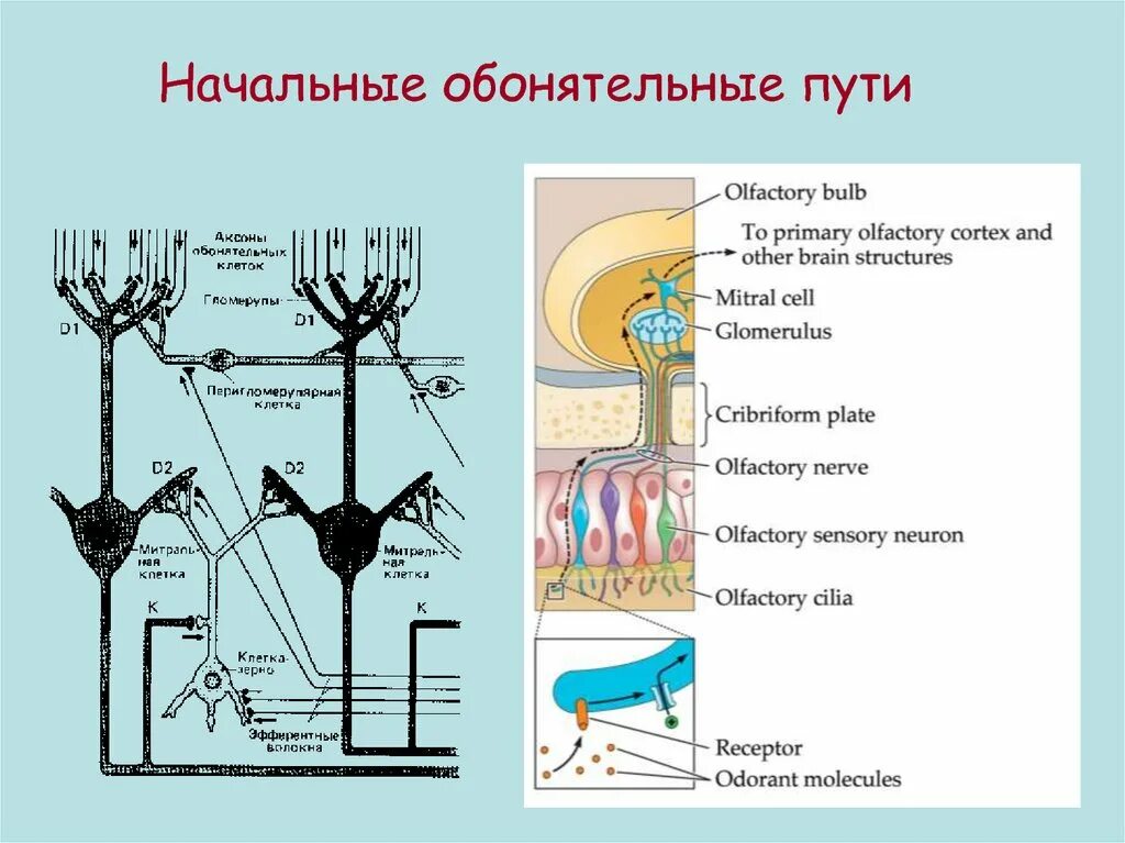 Обонятельный путь схема. Проводящий путь обонятельного анализатора схема. Обонятельный нерв путь. Обонятельная сенсорная система путь.