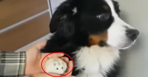 Собака реагирует на детей