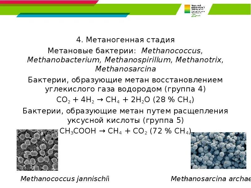 Бактерии выделяют метан. Метановые бактерии. Метаногенные микроорганизмы. Бактерия метанового брожения. Метаногенные архебактерии.