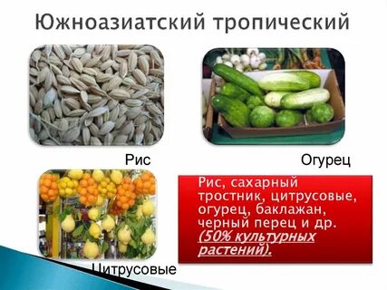 Центр происхождения сахарного тростника