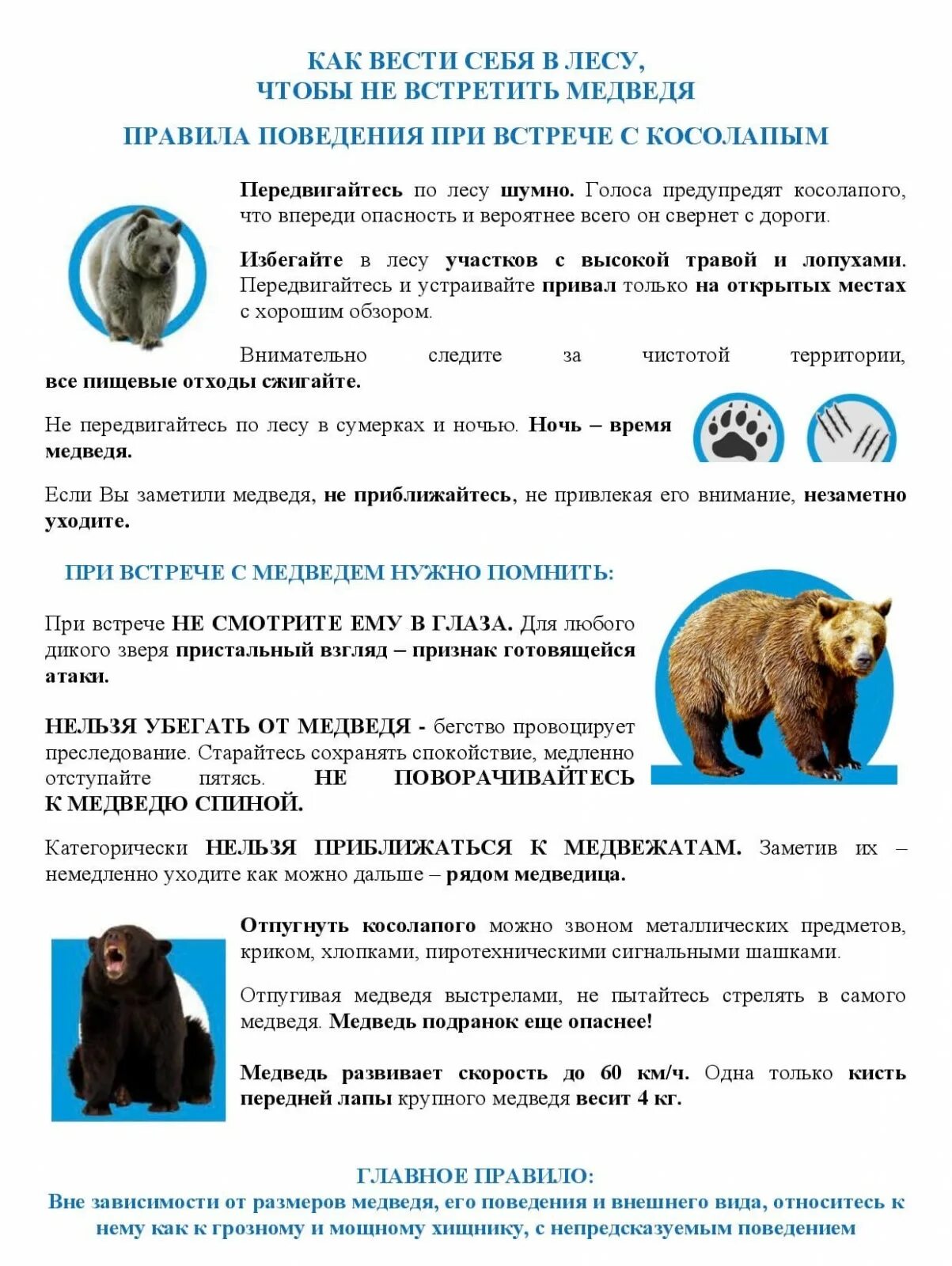 Поведение при встрече с диким животным. Памятка при встрече с медведем. правила поведения при встрече с медведем. памятка поведения с медведем. памятка правила поведения при встрече с медведем.