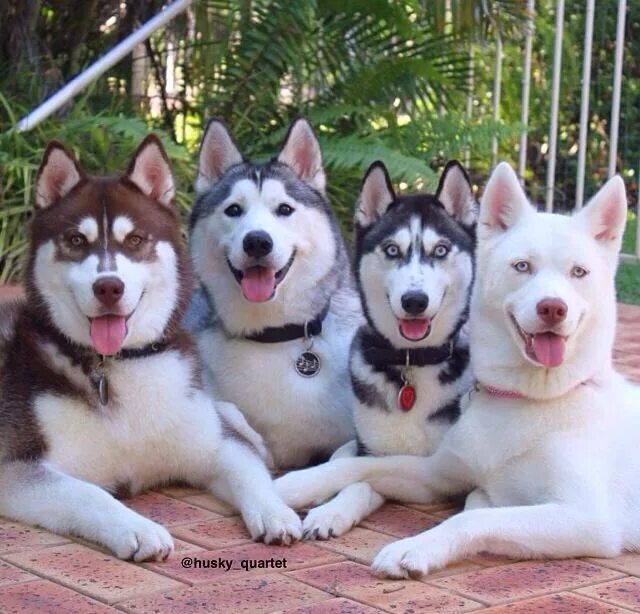 Помски. Много щенков хаски. Много хаски. Стая лаек. Много хаски.