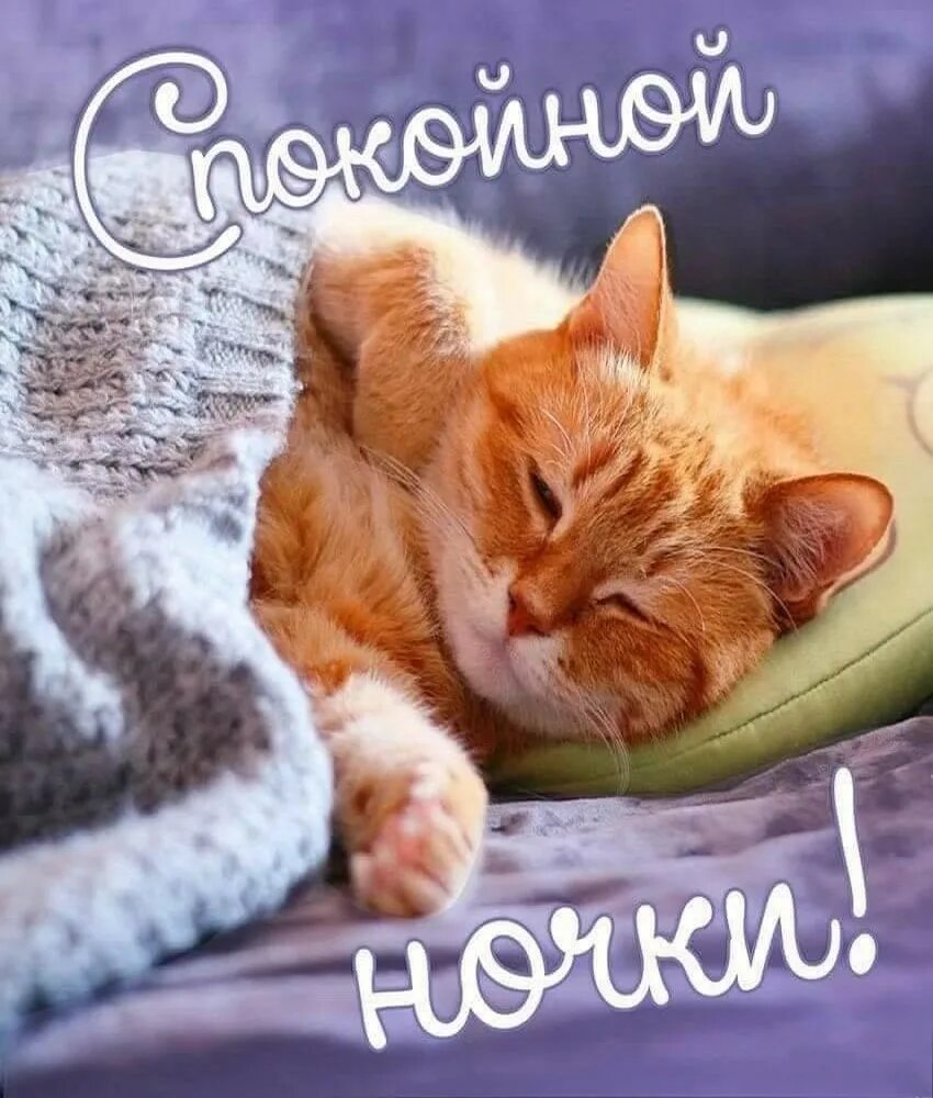 Спящий котик. Спящий рыжий кот.