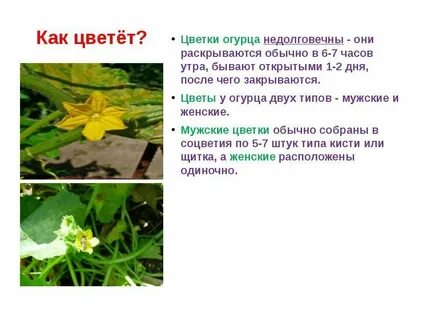 Пустоцвет маша текст