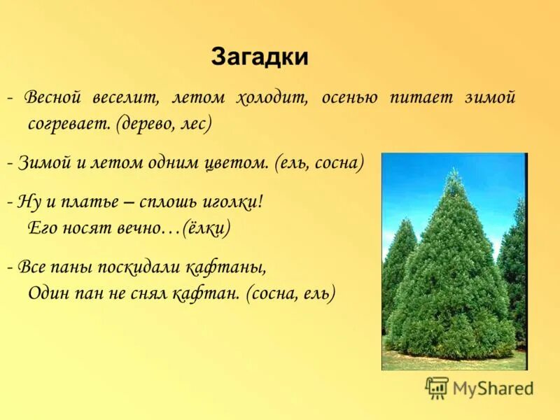 Слово хвойный. Загадки про деревья. Загадка про дерево для детей. Загадки про лес. Загадки про хвойные деревья.