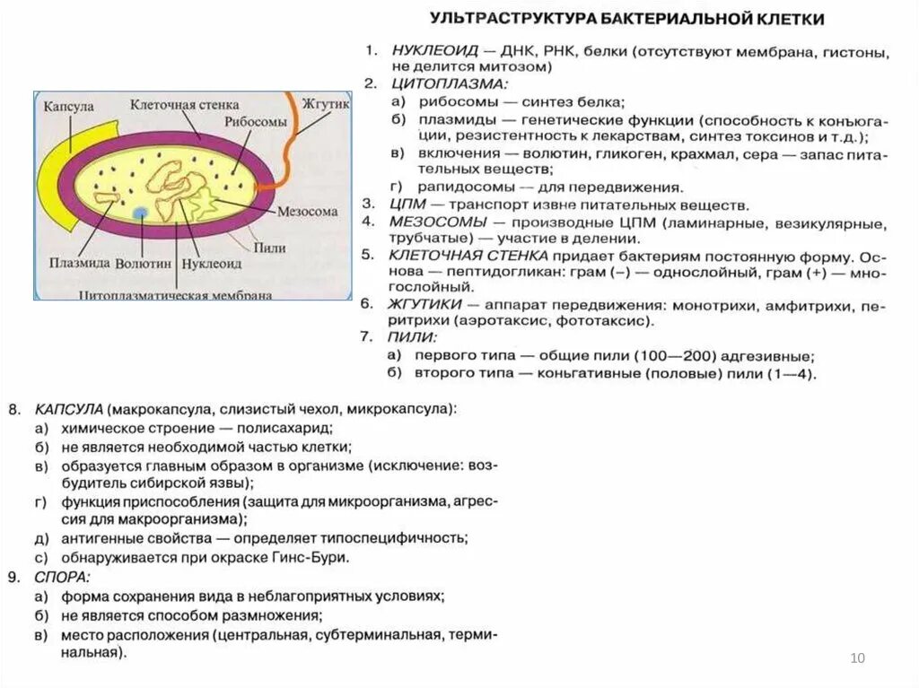 Основные функции бактерий