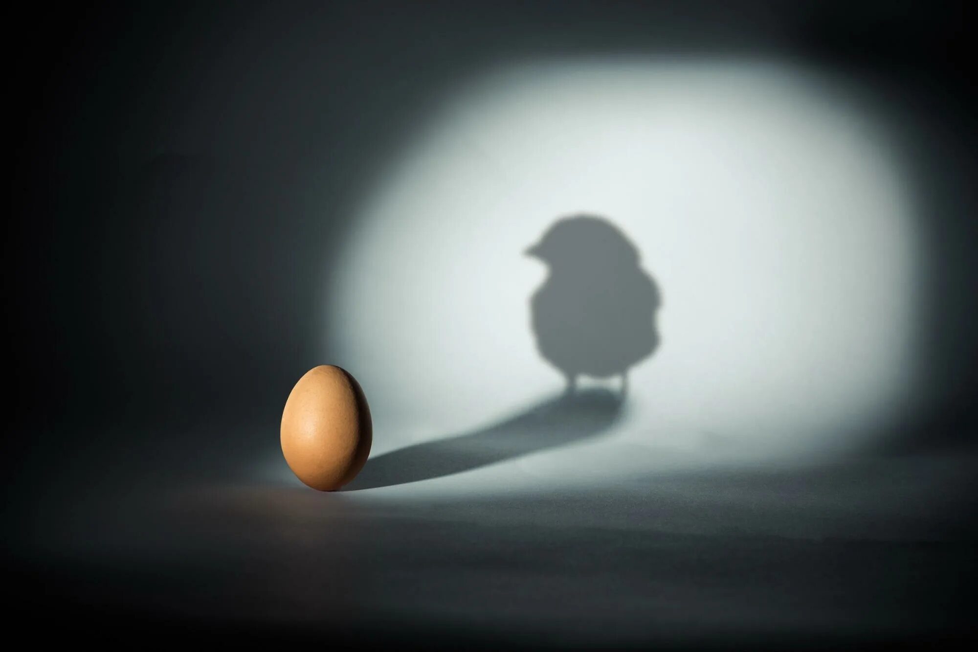 Яйцо на белом фоне. Реалистичная тень. Яйцо на белом фоне. Серые яйца. Фото яйца с тенью.