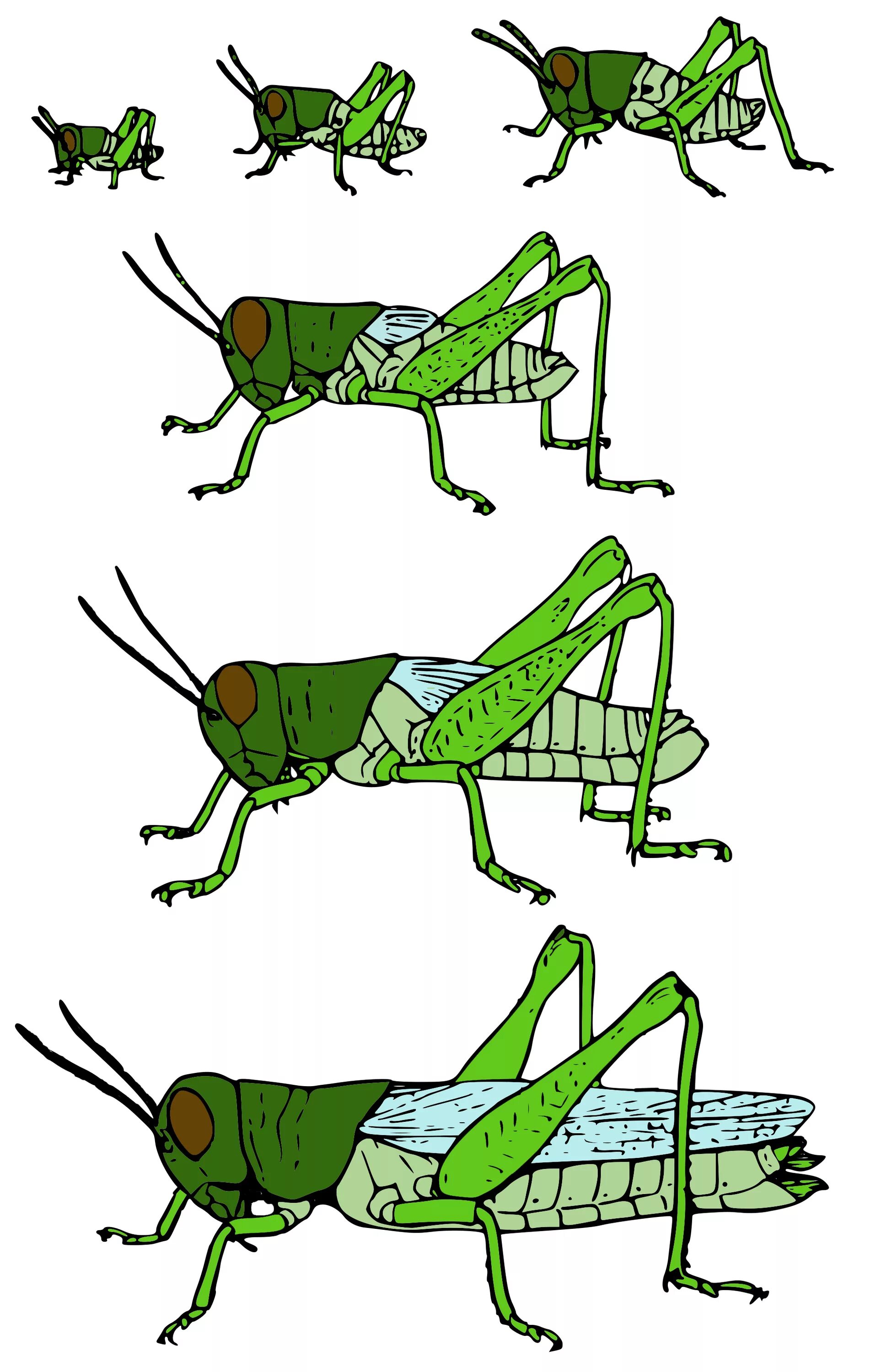 Насекомое развивающееся с неполным превращением. Метаморфоз прямокрылых. Жизненный цикл саранчи. Саранча метаморфоз. Жизненный цикл кузнечика для детей.