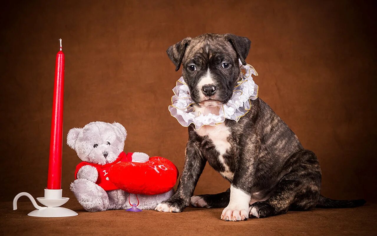 Собачка со свечкой. Собачьи свечи на день рождение. Детские свечи для дефекации. Можно ли собаке свечку. Свечи антибактериальные для собак.