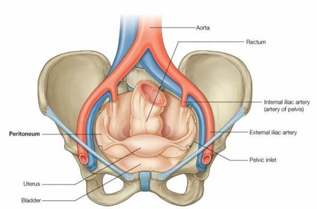 Female reproductive system anatomy, Medical anatomy, Human body anatomy