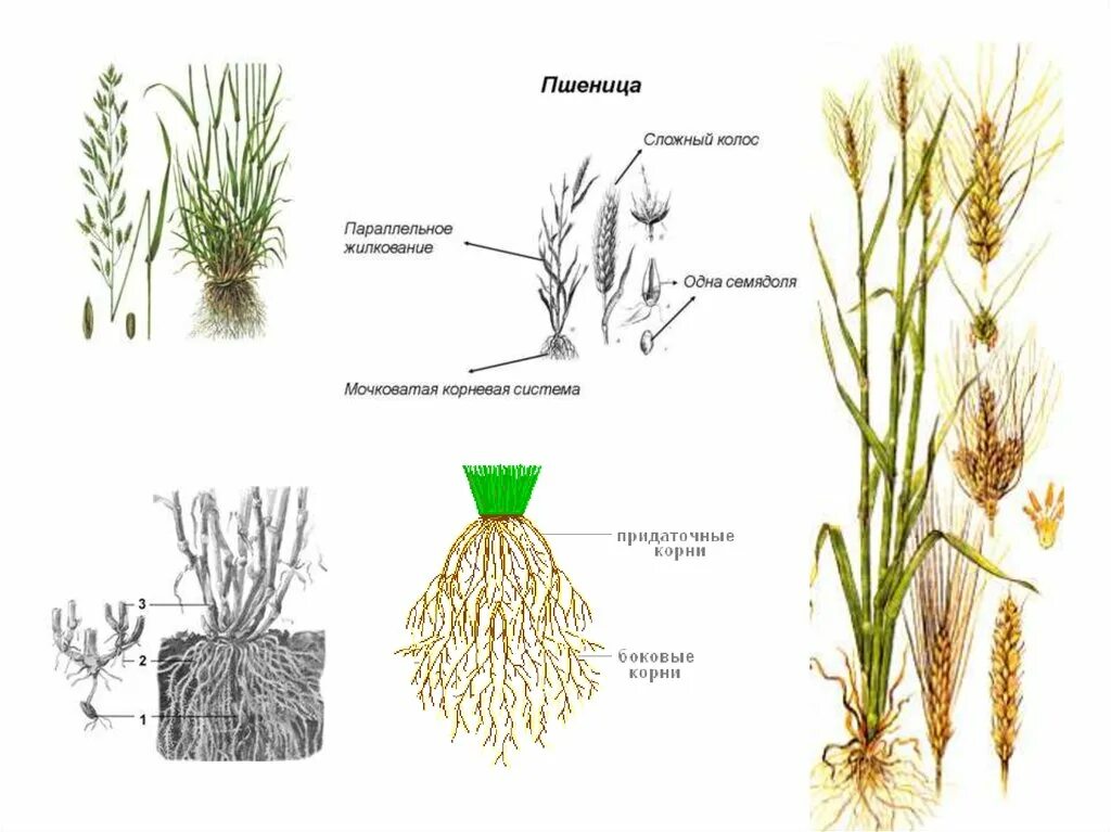 Злаки растения примеры названия. Строение пшеницы семейство злаковых. Растений семейства злаковые (Мятликовые)?. Травы семейства мятликовых. Семейство злаковые корневая система.