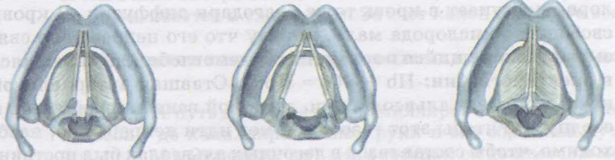 Голосовые связки человека при молчании. Рис 84 голосовые связки. Эластический конус и голосовые связки. Эластический конус гортани анатомия. Голосовые связки людей в зависимости от их состояния.