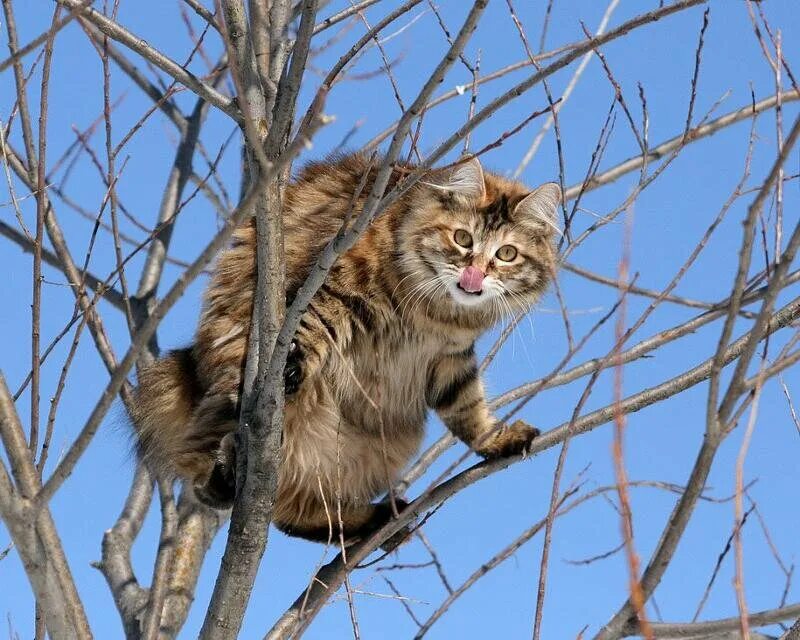 Мартовская кошечка. Кот на дереве. Коты на деревьях.