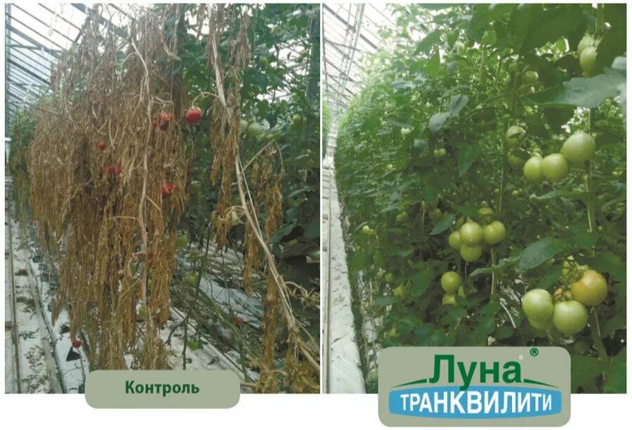 Луна фунгицид для винограда. Строби вдг. Препарат луна для томатов. Фунгицид спасатель винограда. Строби basf.