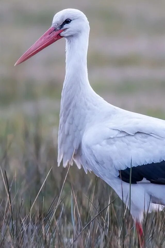 Черный аист и белый аист. Клюв аиста. Белый аист птица с черными. Перелетные птицы (аист, ласточка, дикая утка, дикий гусь, грач, журавль). Черный аист карелия.