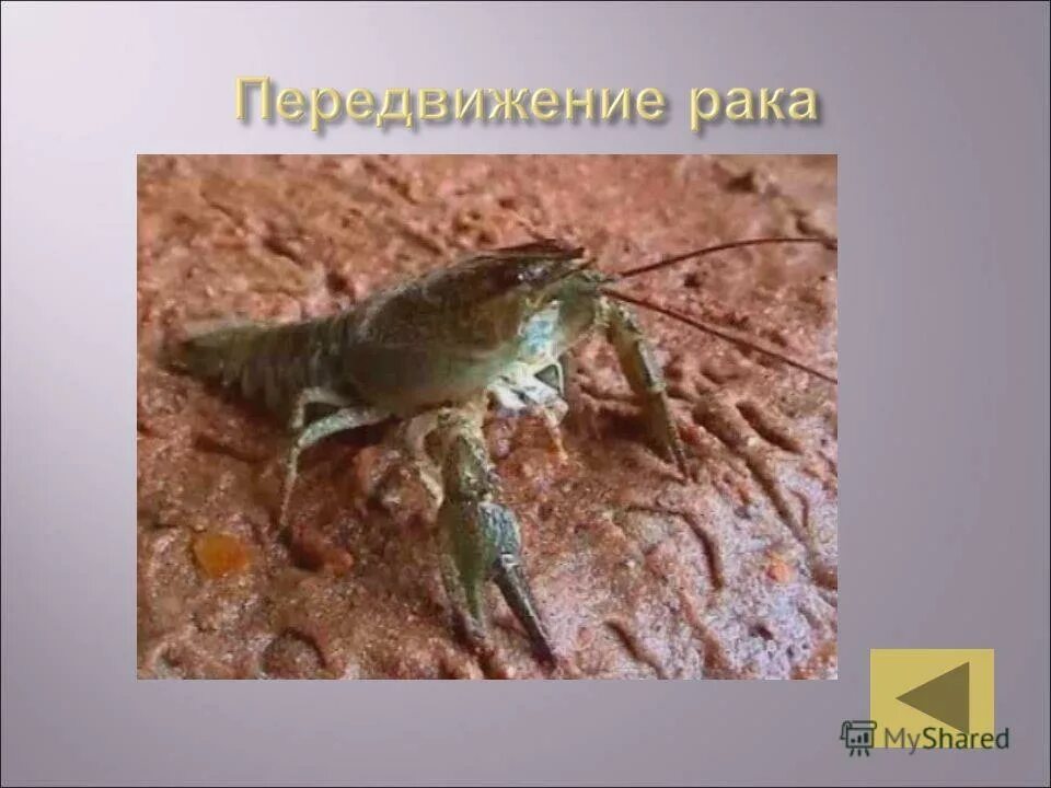 как передвигаются членистоногие. перемещение у рака. головогрудь у ракообразных. линька ракообразных. перемещение у рака.