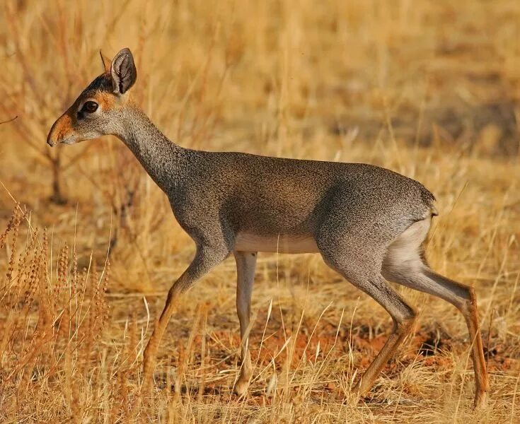 обыкновенный дикдик. кустарниковый дукер. антилопа дикдик. вика дикорастущая. обыкновенная лисица пензенская область.