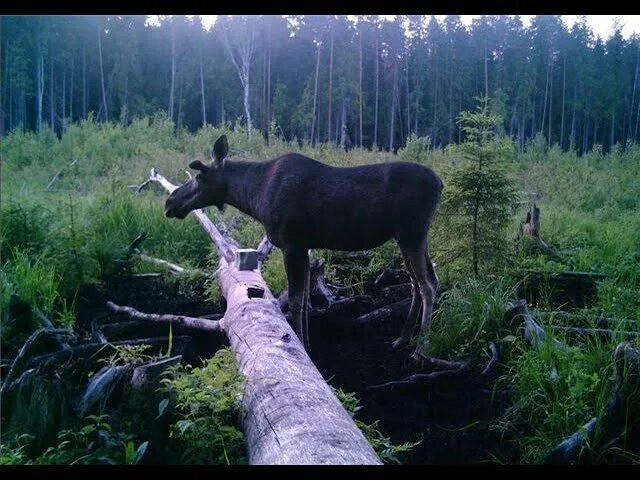 Солонцы для косули и лося. Солонцы для животных. Солонец для лося