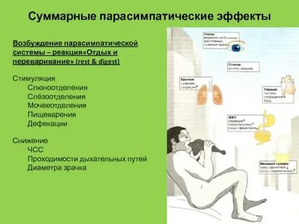 Стимулировать парасимпатическую систему