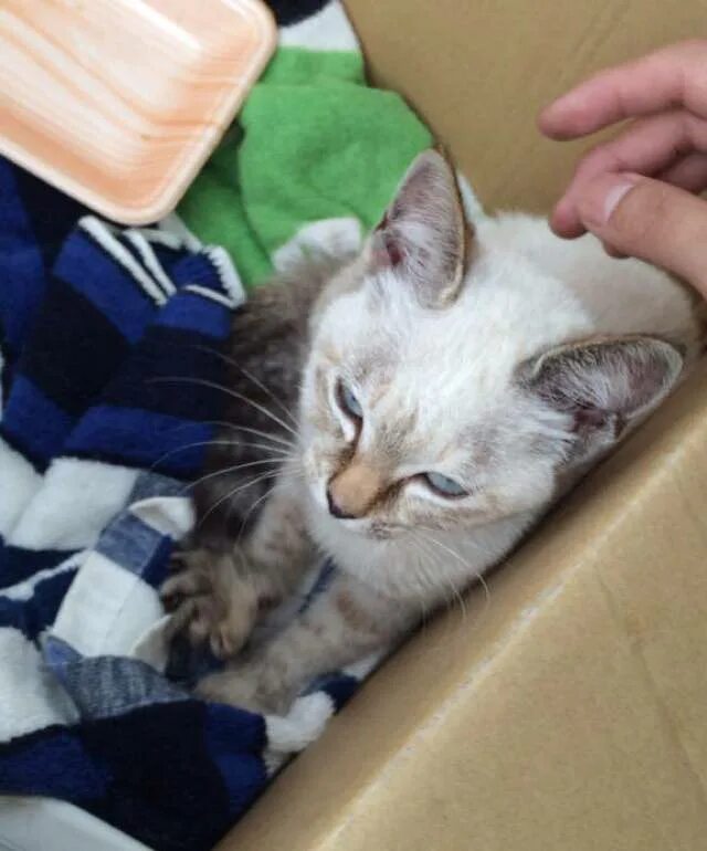 Сколько котята привыкают к новому дому. Кошки обычные домашние. котенок которого подобрали?. бездомные котята в коробке. stray котенок.