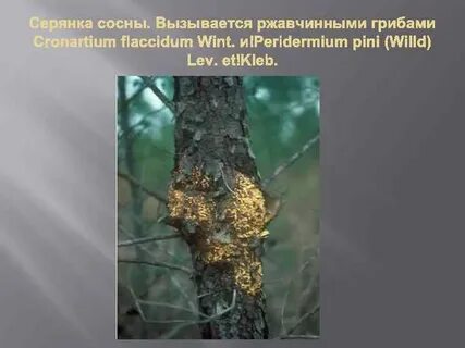 Болезнь растений вызываемая грибами
