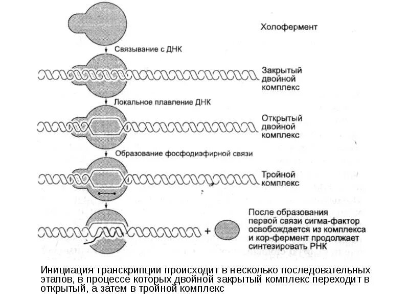 Сигма фактор. Общая схема транскрипции. Инициация транскрипции. Схема инициации транскрипции. Стадии инициации транскрипции.