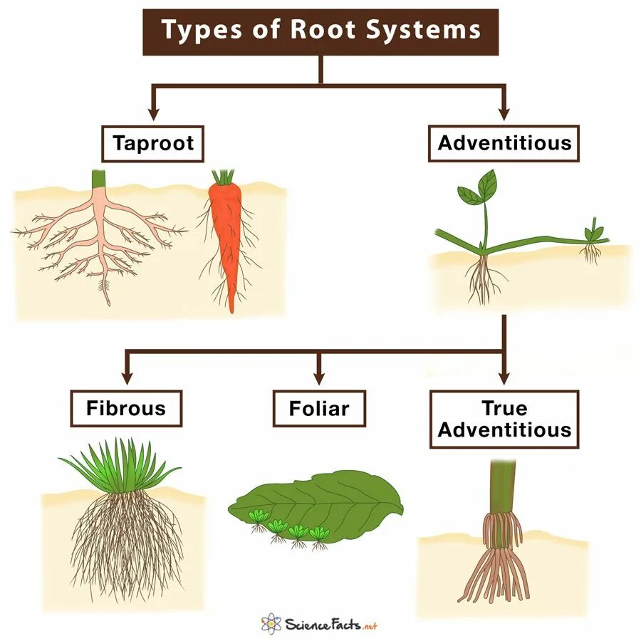 Корневая система. Корневые системы растений. Types of roots. Деревья со стержневой корневой. True roots