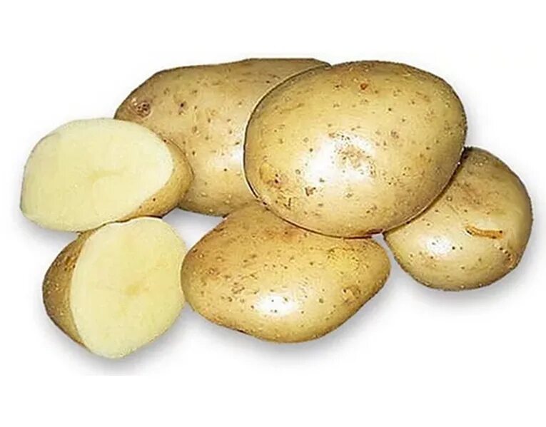 Сорт картофеля Чайка. Сорт картофеля Атлант. Сорт картофеля удача. Картофель удача суперэлита.