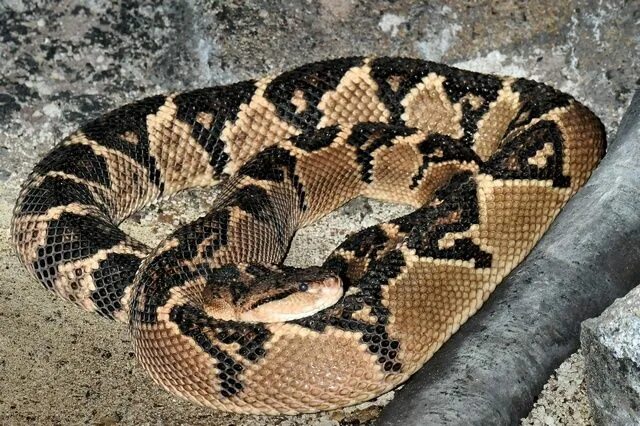 Pin by Bamafan93 on Snakes Venomous animals, South america animals, Poisonous sn