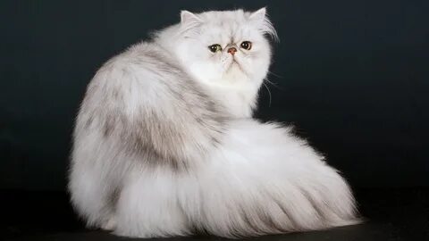 Британский персидский кот фото.