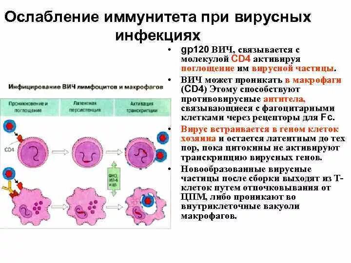 Какой вирус нарушает иммунную систему. Клеточный иммунитет при бактериальных и вирусных инфекциях. поражения иммунной системы при вич-инфекции .. схема первичного иммунного ответа при вич инфекции. поражение иммунной системы при вич.