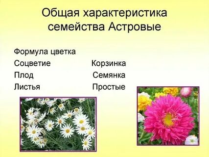 Заполните таблицу растения семейства сложноцветные - найдено 89 фотографий