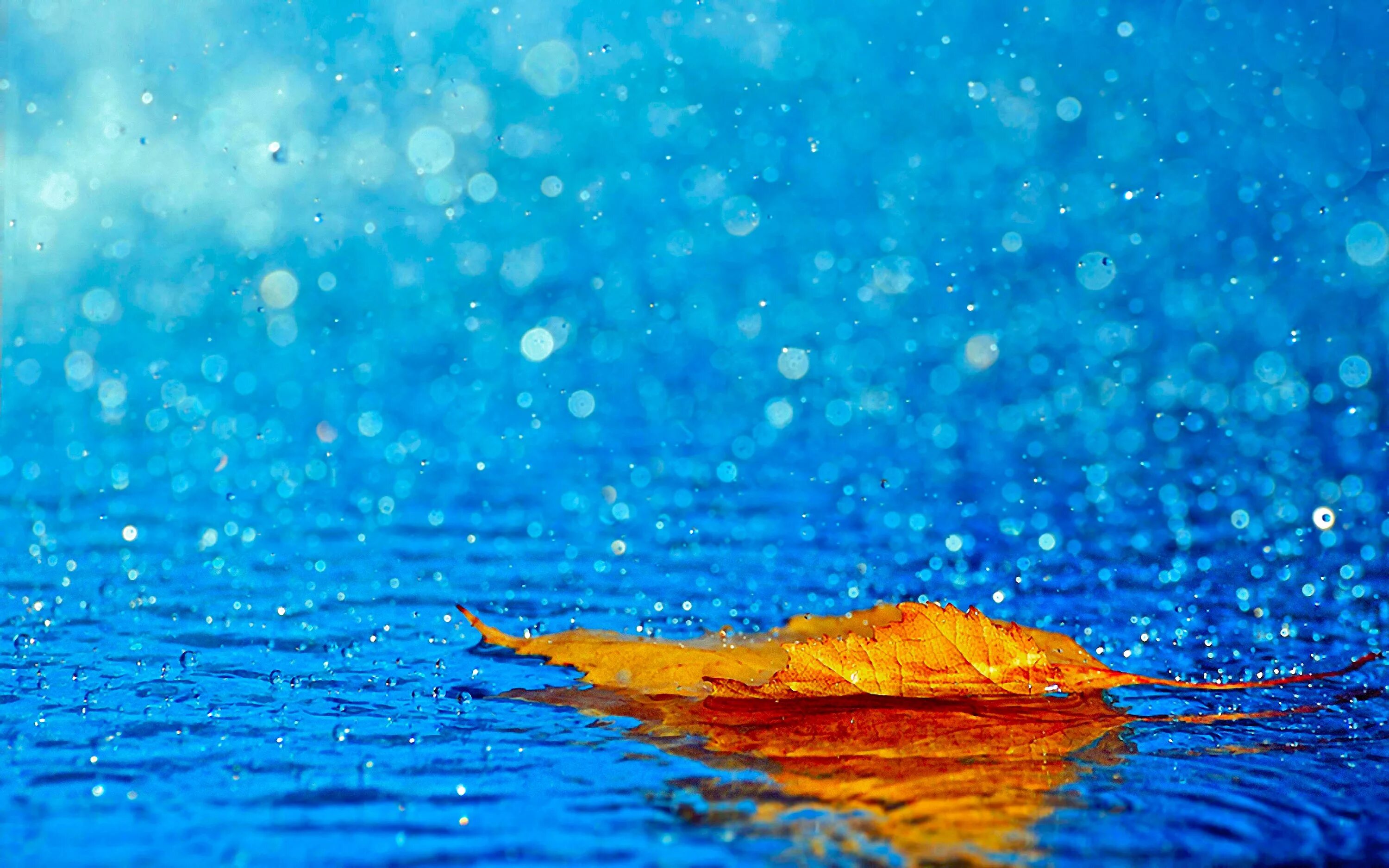 Обои дождь. Обои на рабочий стол дождь. Капли дождя. Листья на воде. Листья в горячей воде