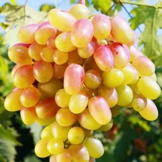 Виноград золотистый юбилей