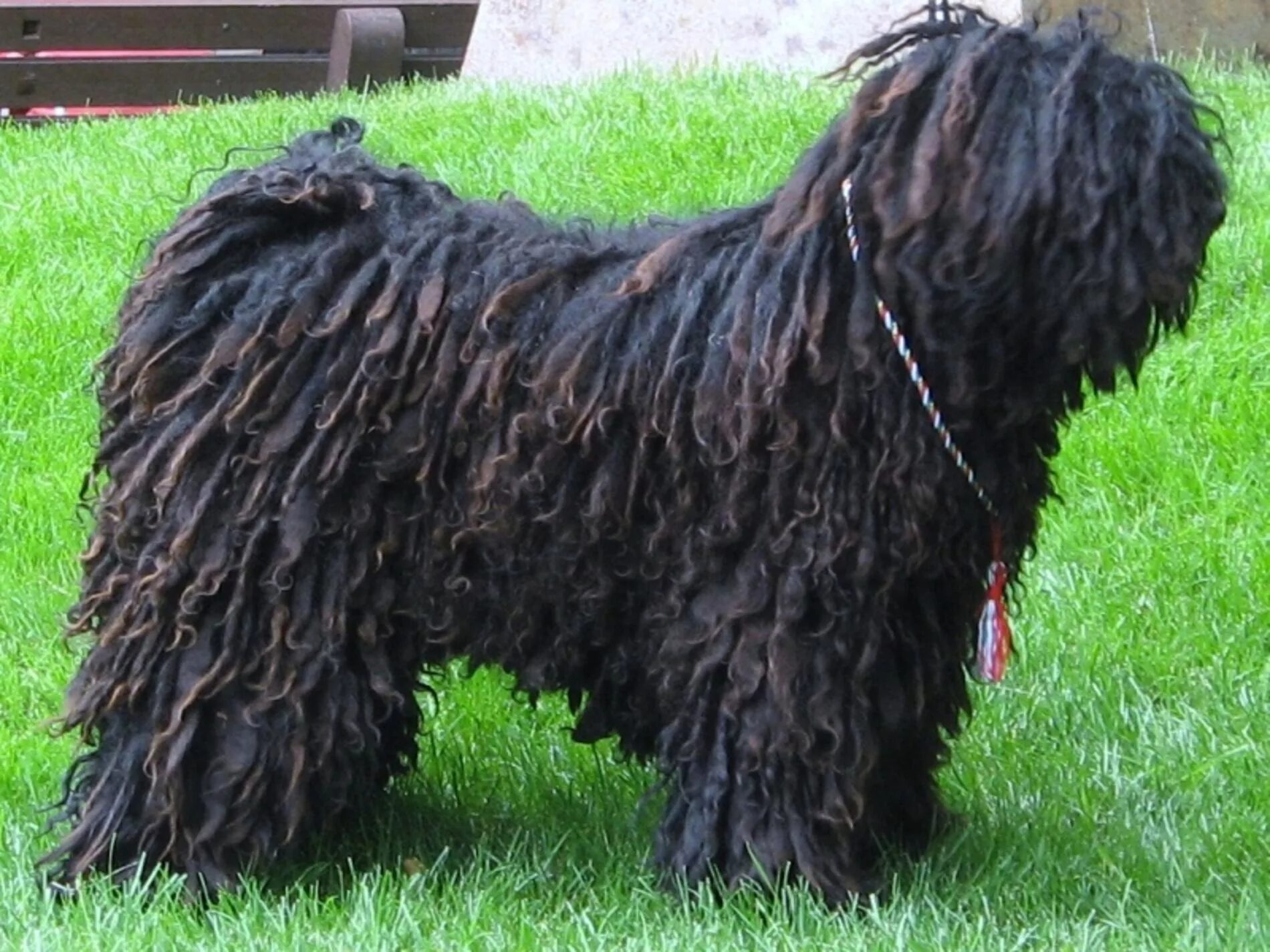 Большая черная собака. Пули венгерская водяная собака. Венгерская порода собак пули. Бергамская овчарка черная. Бергамская овчарка щенки.