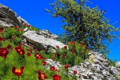 Цветы гор крыма