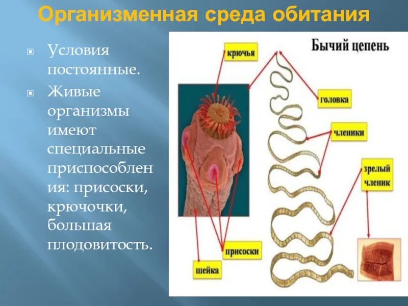 Организменная (паразиты и симбионты).. Условия организменной среды. Организменная среда. Организменная среда среда обитания. Приспособления организменной среды обитания 5 класс